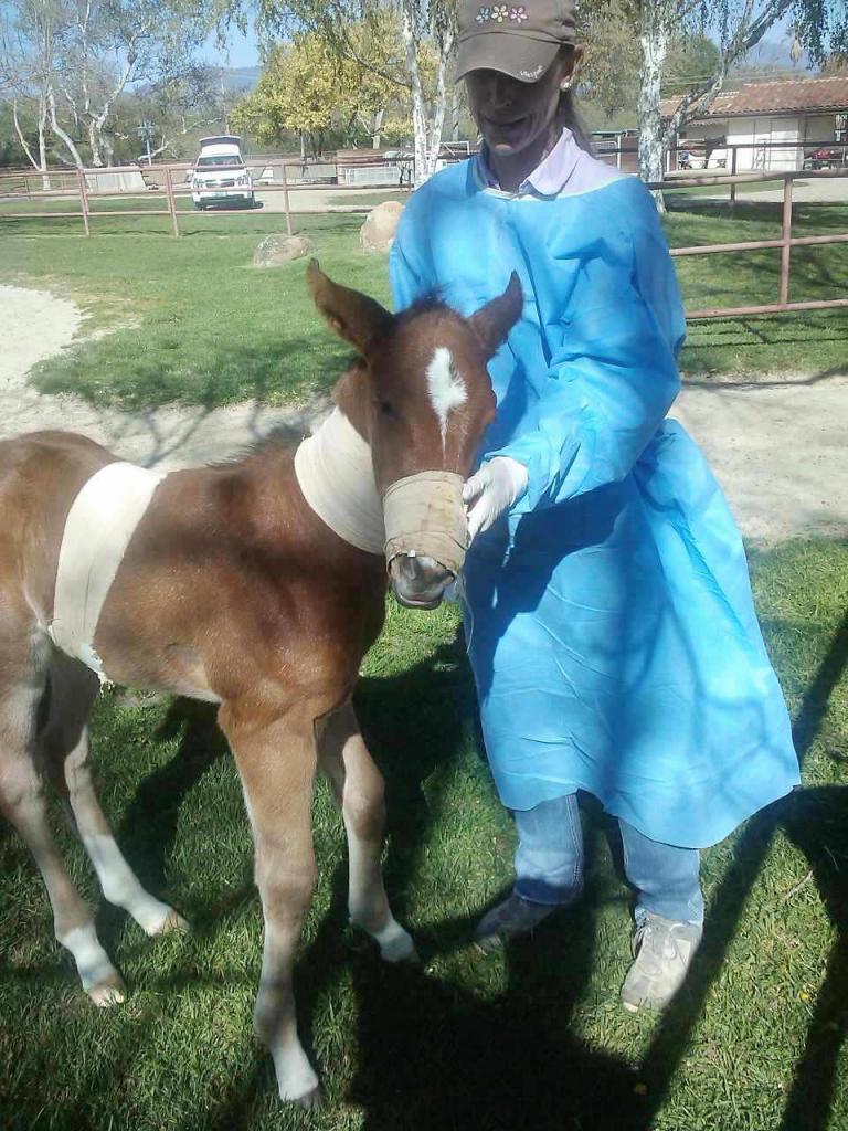 Bruiser with Dr. Erin Byrne. (Courtesy of Carrie Drake/Horse Haven)